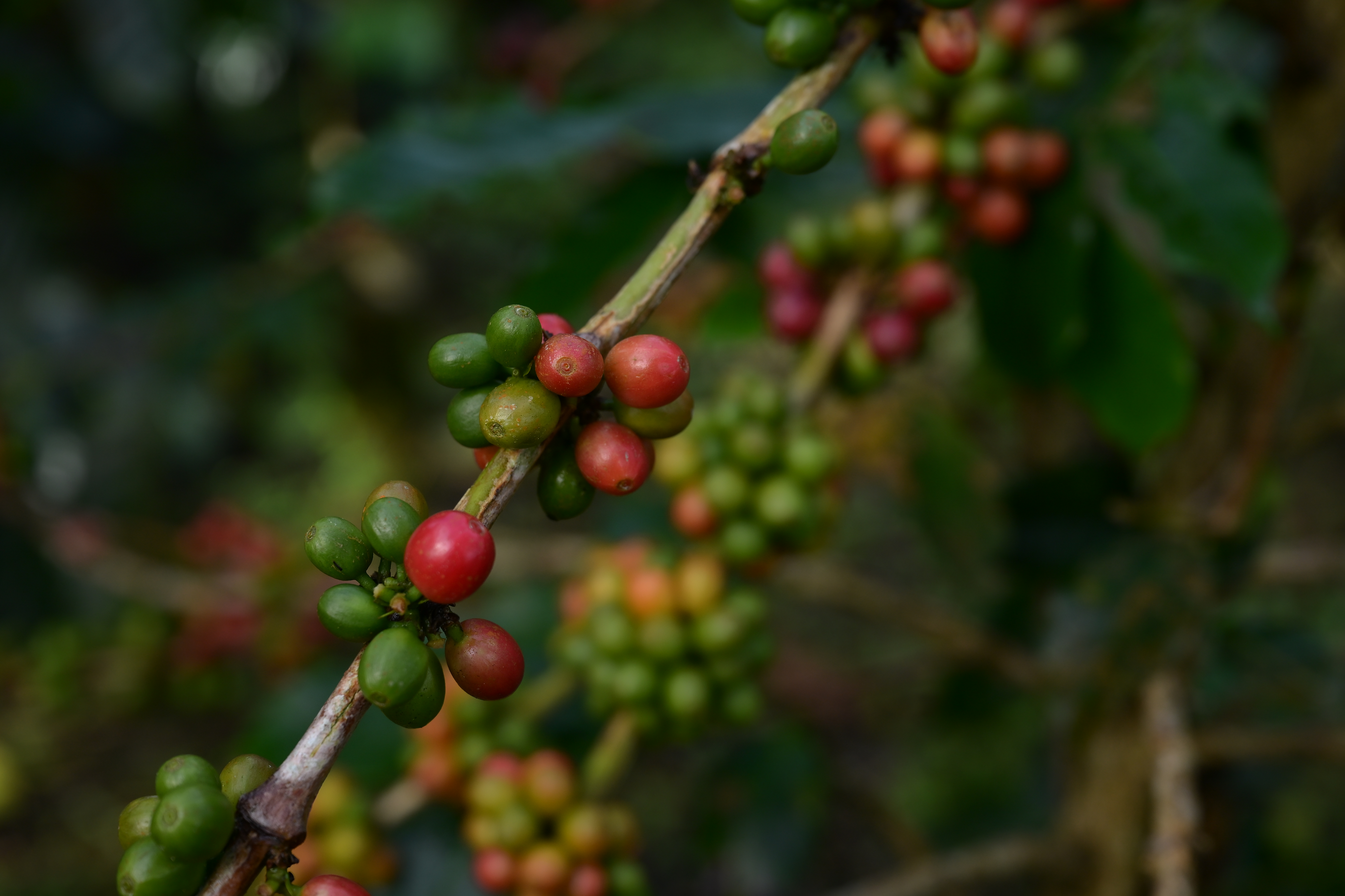 Coffee Journey and Waterfall
