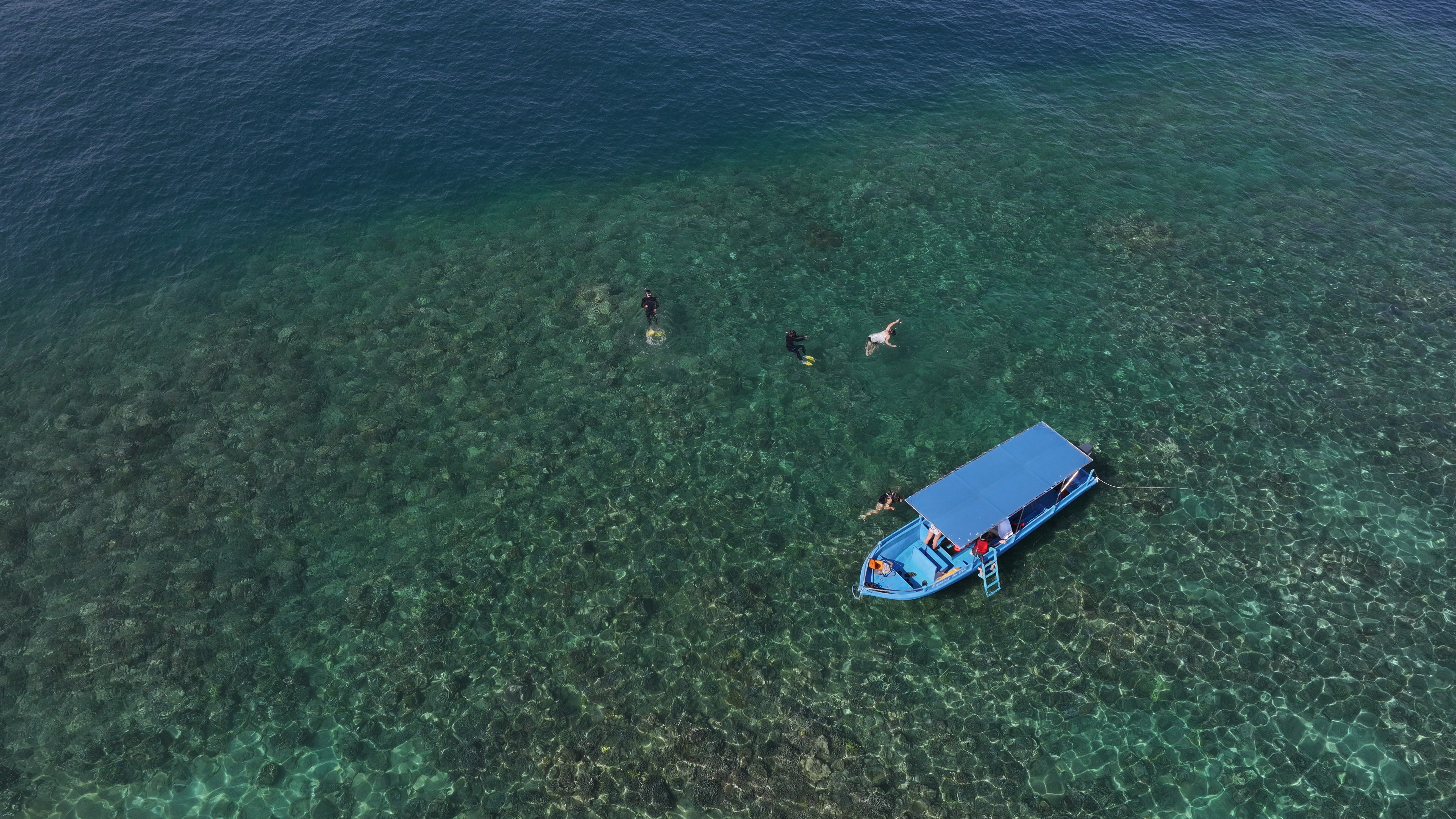 Dolphin Watching and Swimming Pemuteran