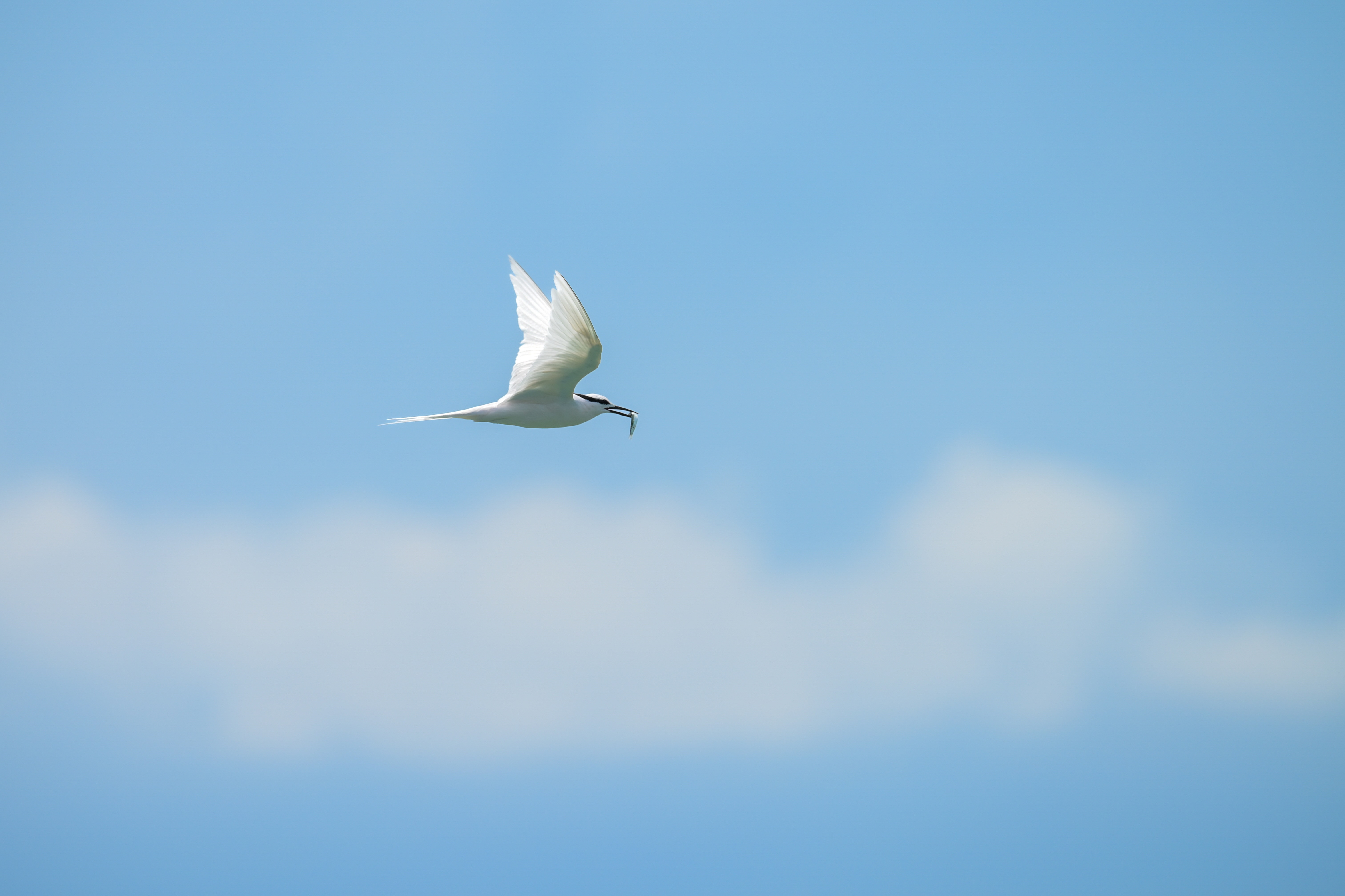 Bird Watching West Bali (Half Day)