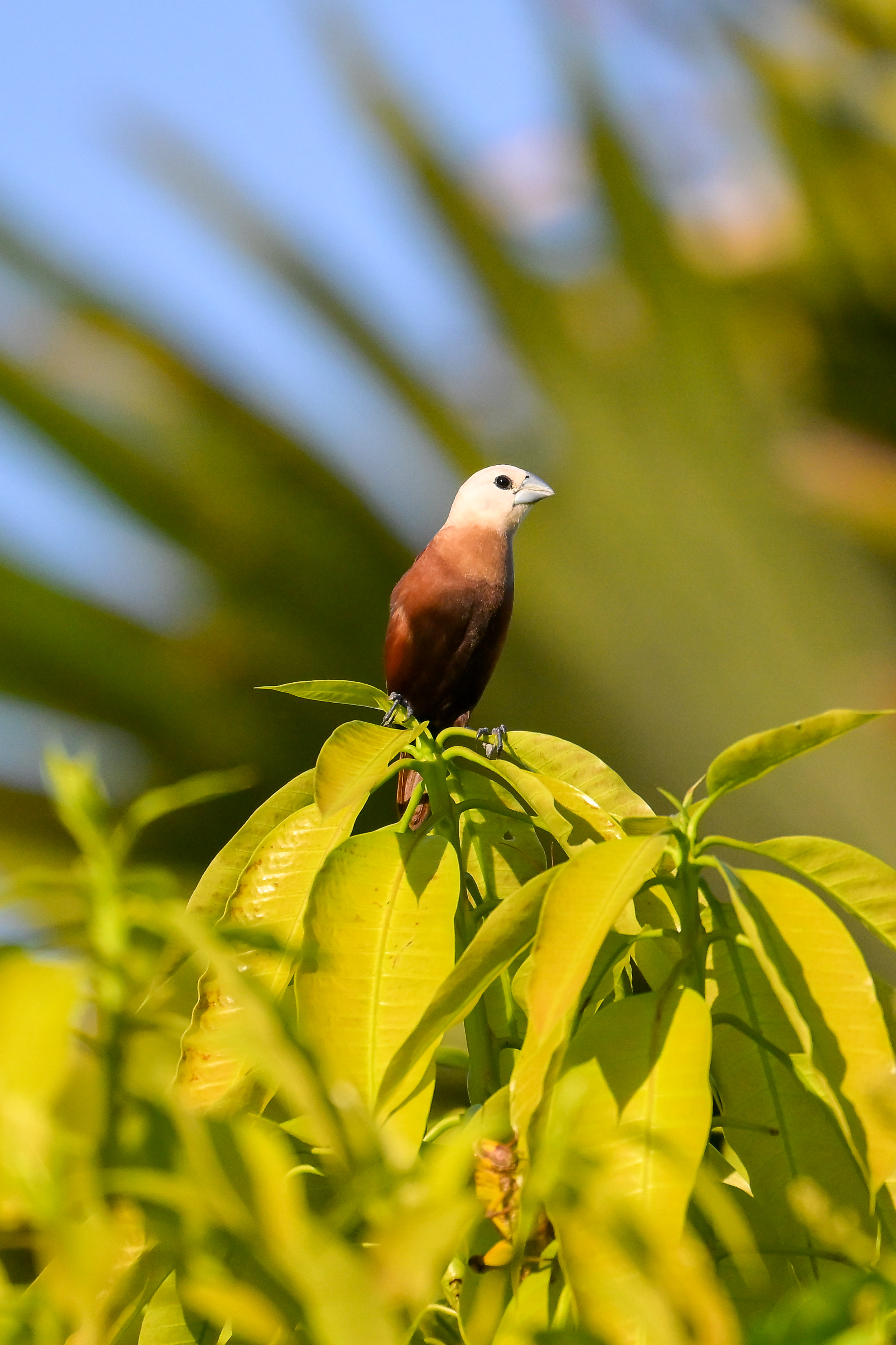 Bird Watching West Bali (Full Day)